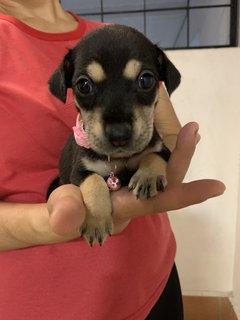 Pink  - Mixed Breed Dog