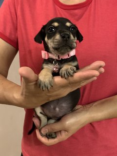 Pink  - Mixed Breed Dog