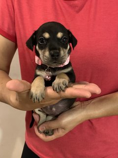 Pink  - Mixed Breed Dog