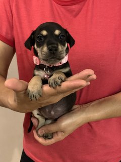 Pink  - Mixed Breed Dog