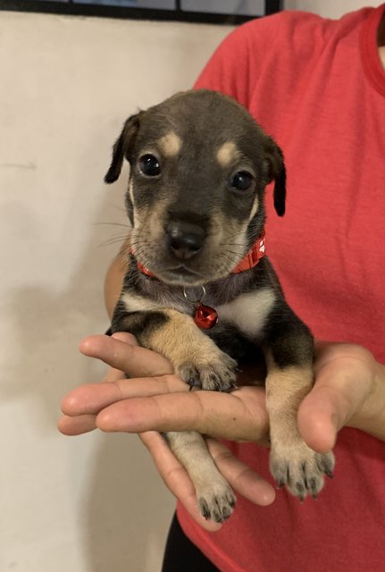 Red  - Mixed Breed Dog