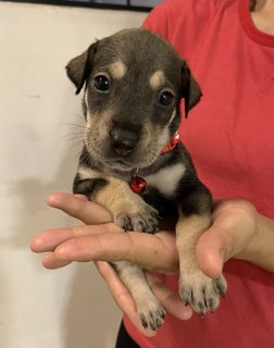 Red  - Mixed Breed Dog