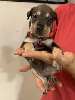 Red  - Mixed Breed Dog