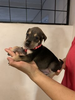 Red  - Mixed Breed Dog