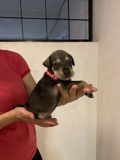 Red  - Mixed Breed Dog