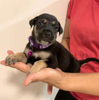 Purple - Mixed Breed Dog