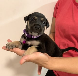 Purple - Mixed Breed Dog