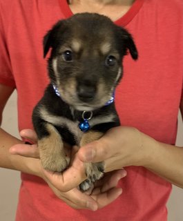 Navy - Mixed Breed Dog