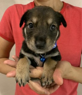 Navy - Mixed Breed Dog