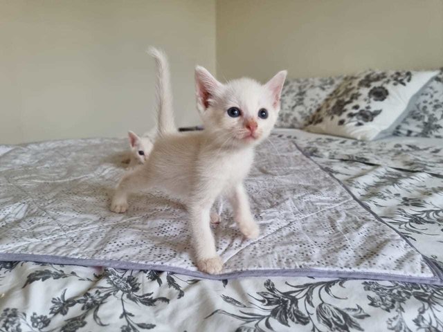 Snow Kittens - Domestic Short Hair Cat