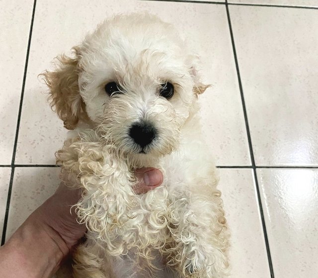 Male Puppy - Poodle Dog