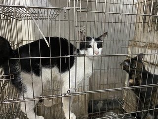 30 Cats - Open For Adoption - Domestic Short Hair + Domestic Medium Hair Cat