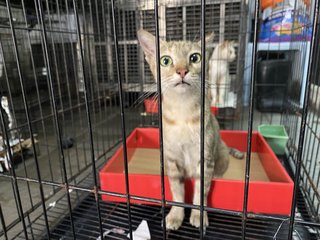 30 Cats - Open For Adoption - Domestic Short Hair + Domestic Medium Hair Cat