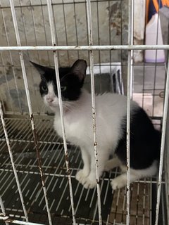 30 Cats - Open For Adoption - Domestic Short Hair + Domestic Medium Hair Cat