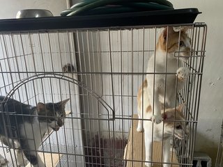 30 Cats - Open For Adoption - Domestic Short Hair + Domestic Medium Hair Cat