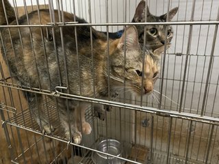 30 Cats - Open For Adoption - Domestic Short Hair + Domestic Medium Hair Cat