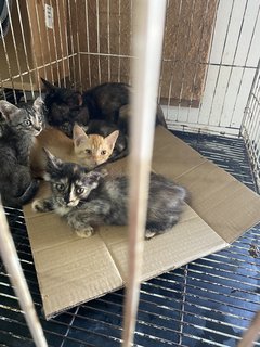 30 Cats - Open For Adoption - Domestic Short Hair + Domestic Medium Hair Cat