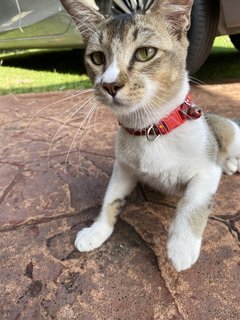 Tony - Domestic Medium Hair + Tabby Cat