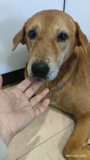 Browny - Golden Retriever Mix Dog