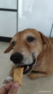 Browny - Golden Retriever Mix Dog