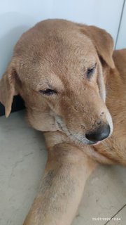 Browny - Golden Retriever Mix Dog