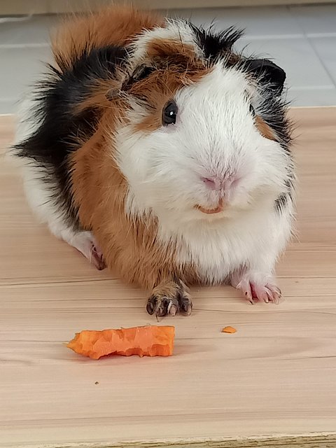 Rom And Julie - Guinea Pig Small & Furry