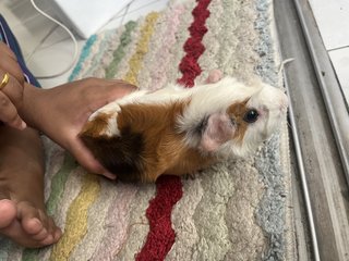 Rom And Julie - Guinea Pig Small & Furry