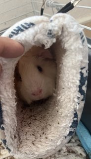 Rom And Julie - Guinea Pig Small & Furry