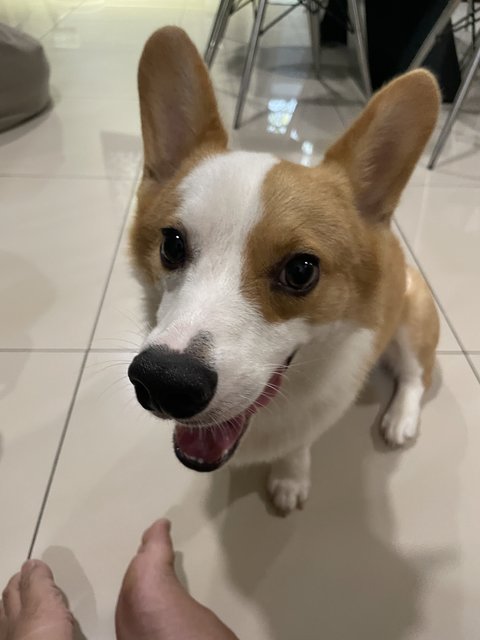 Cookie - Welsh Corgi Dog