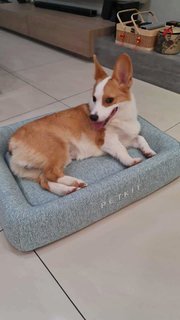 Cookie - Welsh Corgi Dog