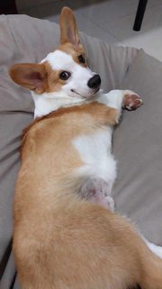 Cookie - Welsh Corgi Dog