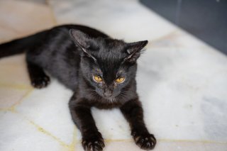 Salem - Domestic Short Hair Cat