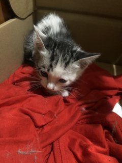 Kitten For Adoption - Tabby Cat