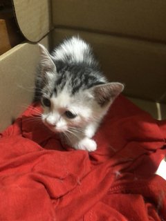 Kitten For Adoption - Tabby Cat