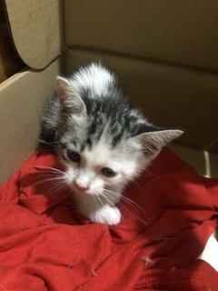 Kitten For Adoption - Tabby Cat