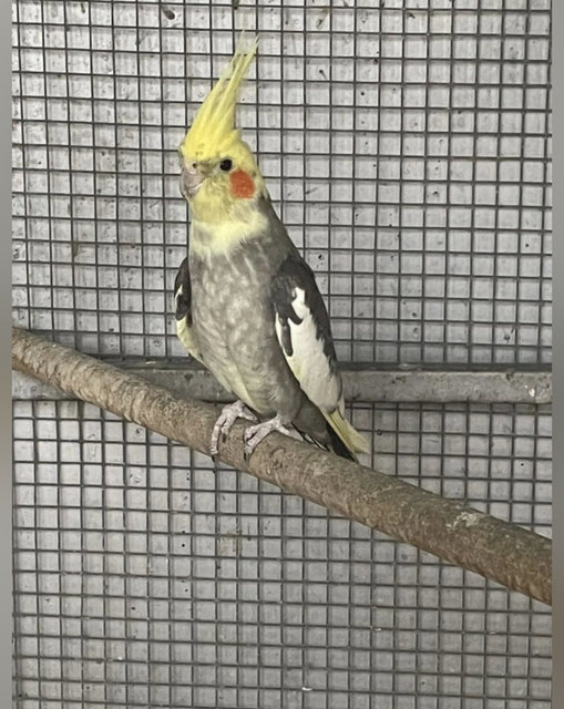 Cocktail Fly Away  - Cockatiel Bird