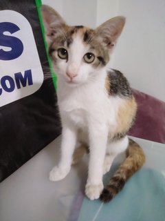 Lovely Lila Needs A Home - Domestic Short Hair + Calico Cat