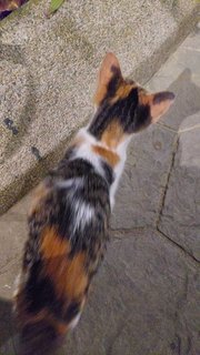 Lovely Lila Needs A Home - Domestic Short Hair + Calico Cat