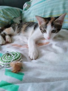 Lovely Lila Needs A Home - Domestic Short Hair + Calico Cat