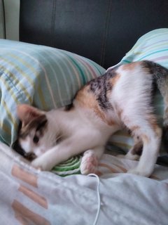 Lovely Lila Needs A Home - Domestic Short Hair + Calico Cat