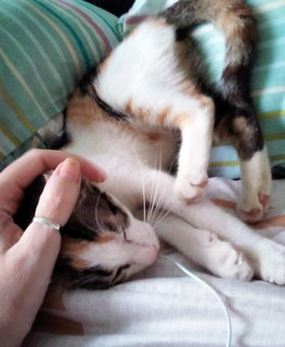 Lovely Lila Needs A Home - Domestic Short Hair + Calico Cat