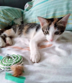 Lovely Lila Needs A Home - Domestic Short Hair + Calico Cat