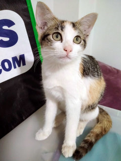 Lovely Lila Needs A Home - Domestic Short Hair + Calico Cat