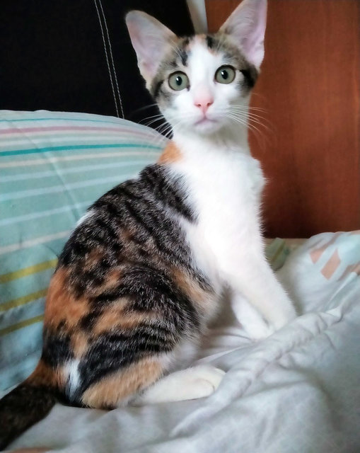 Lovely Lila Needs A Home - Domestic Short Hair + Calico Cat