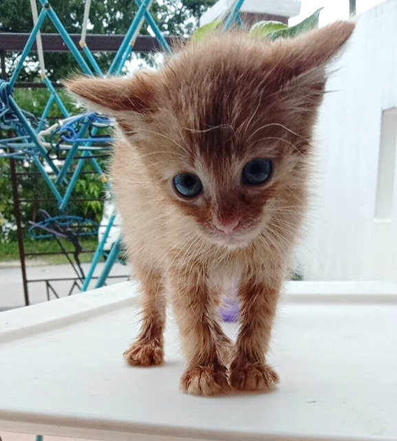 Sunday - Domestic Short Hair Cat