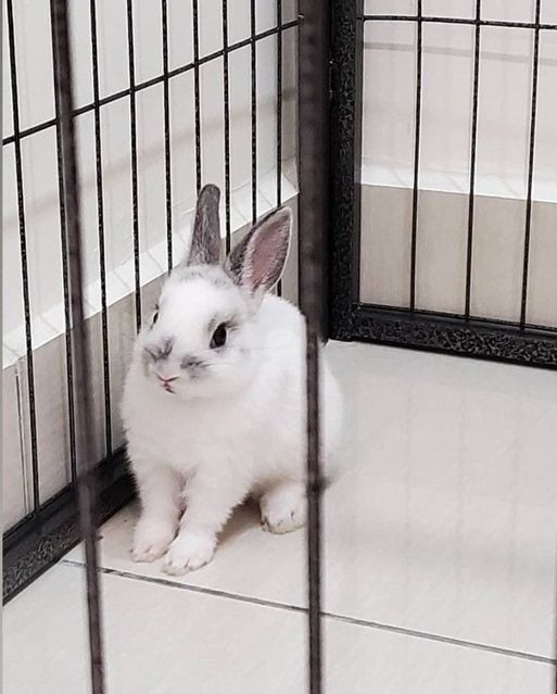 Trong Yi - Netherland Dwarf Rabbit