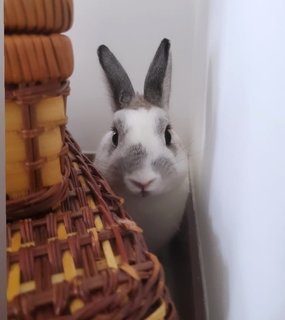 Trong Yi - Netherland Dwarf Rabbit