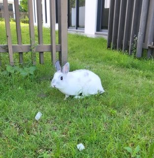 Trong Yi - Netherland Dwarf Rabbit