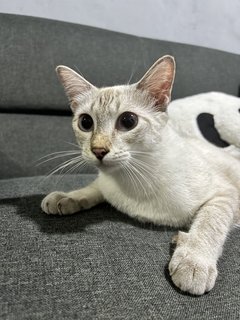 Milky - Siamese + Domestic Short Hair Cat