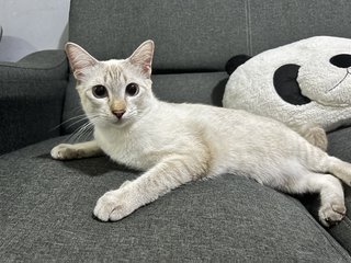 Milky - Siamese + Domestic Short Hair Cat